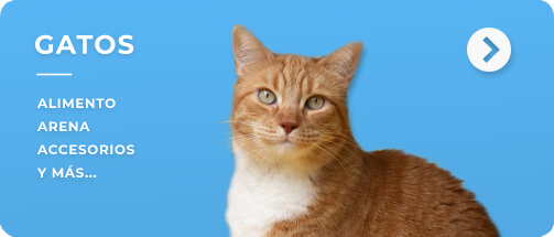 gatos
